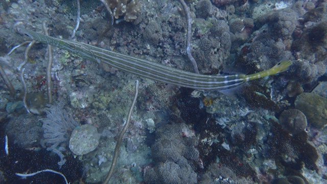 Bugtan's tweet photo. Bidhanok Phi Phi islands. #scooldivers #bugtan #diving #Bidhanok #phiphi https://t.co/njh26zhfzq
