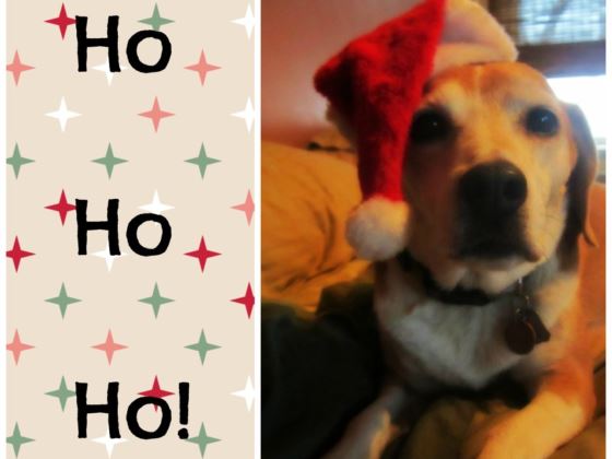 We are in the middle of our year end fundraiser, please consider donating if you can! youcaring.com/midohioanimalw…
#animalrescue #rescuedog