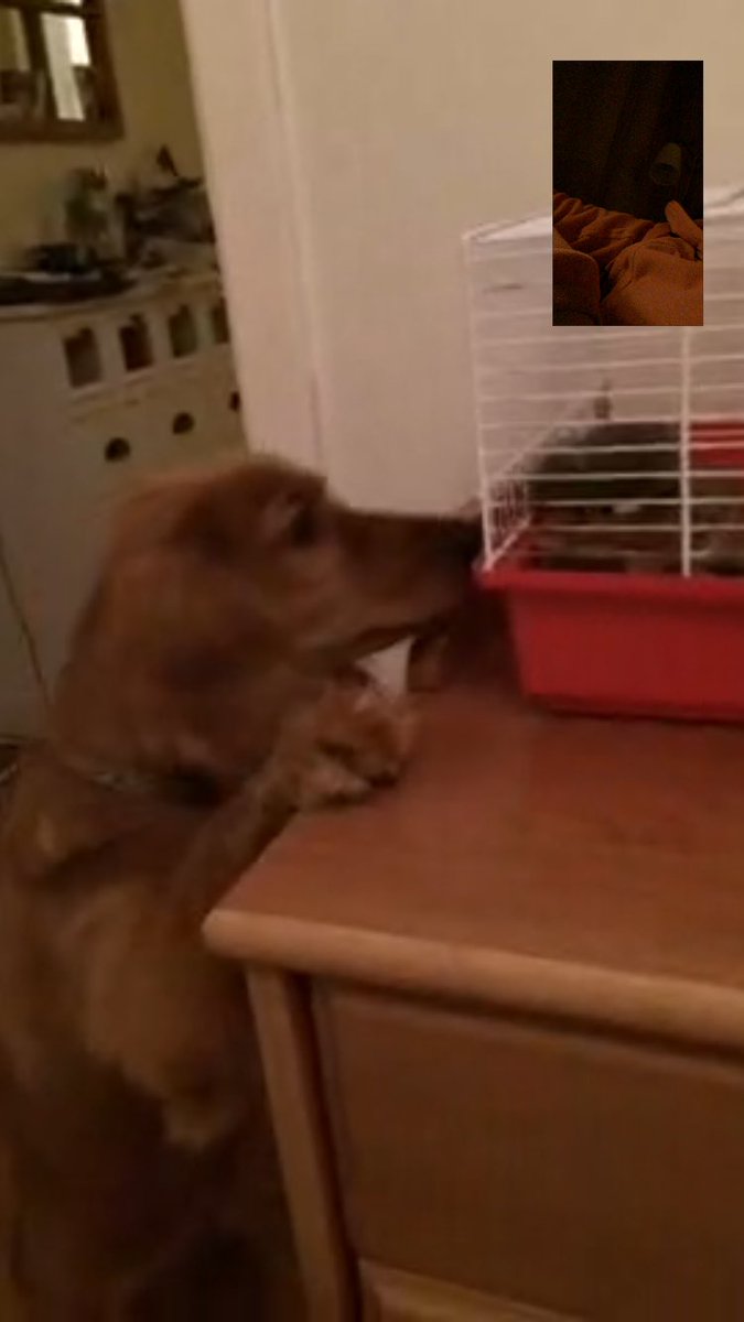 alineaarnell's tweet photo. FaceTime med hunden och hamstern😅 kan inte bli bättre ju https://t.co/sPYMwO0Z2K