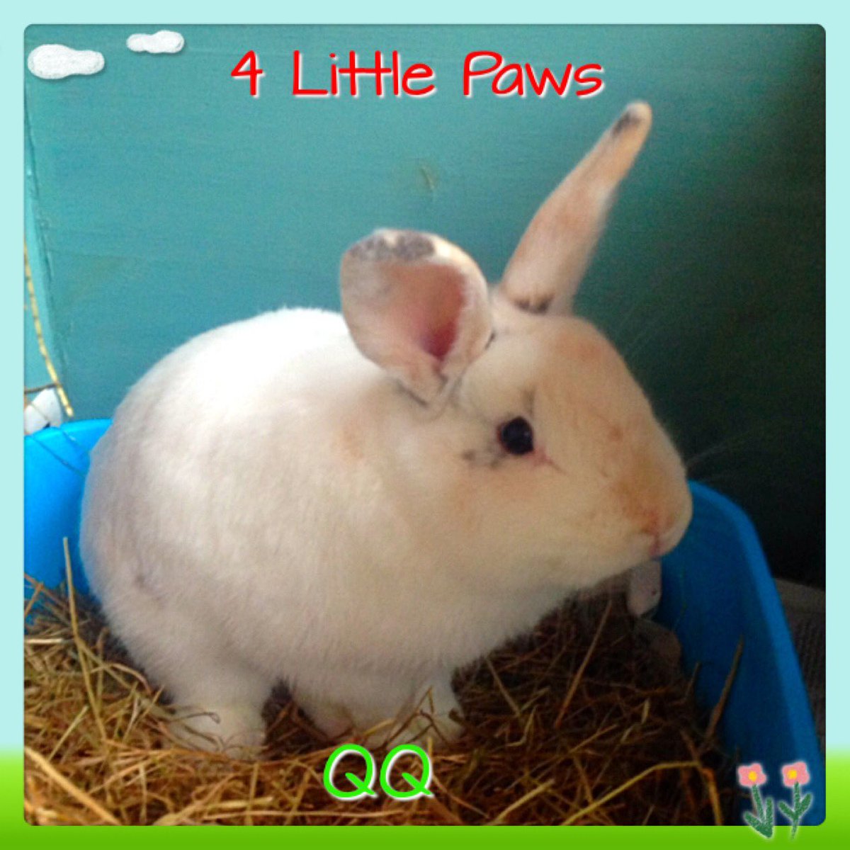 4LittlePaws's tweet photo. QQ arrived on Monday for his Christmas holiday with us 🎄🎄🐰🏡🎄🎄#rabbit #chesterfield #Derbyshire https://t.co/KaAdByivmj