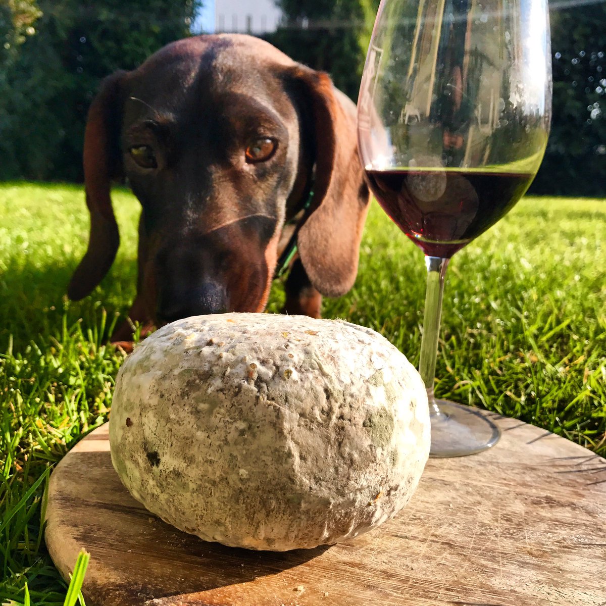 wineblogart's tweet image. Brunello di Montalcino with Pecorino di Val D'Orcia  vs Dog @ConsBrunello