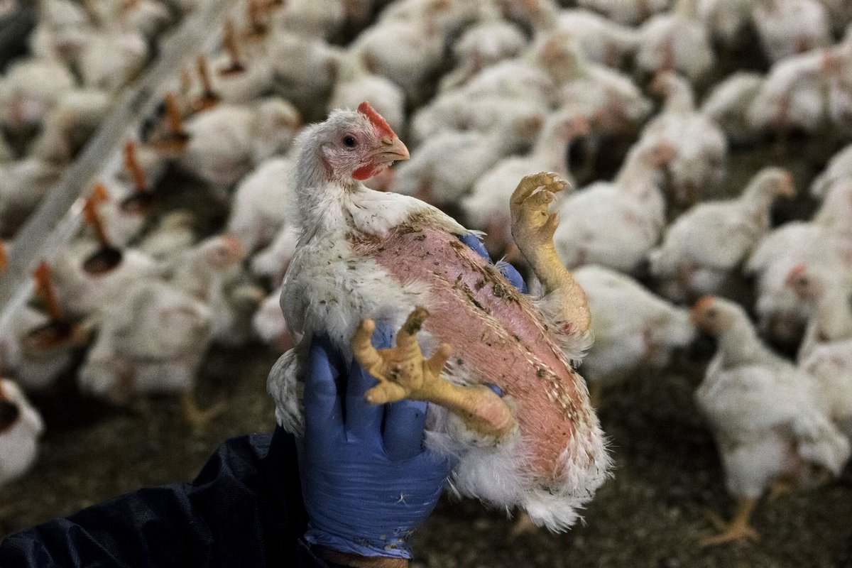 PETA_France's tweet photo. "Marks &amp; Spencer s'engage au respect des plus hautes normes de bien-être animal". La réalité : https://t.co/uvRNXFaUl2 https://t.co/sCdFIZ5gxX