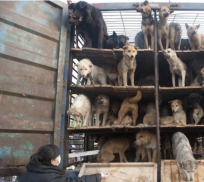 humanity323's tweet image. please save these 120 dogs in china from being slaughtered
youcaring.com/irenewong-7179…
