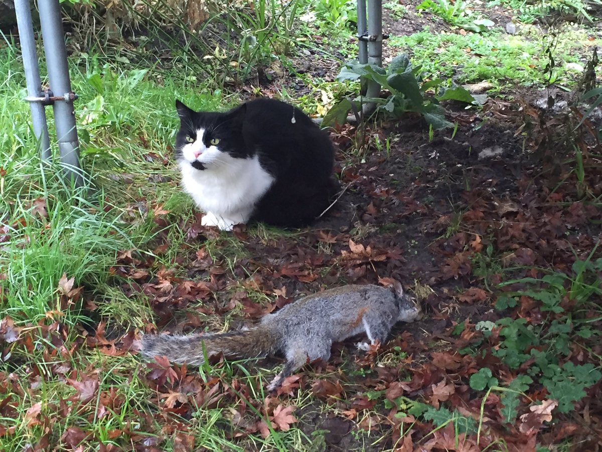 peterleach76's tweet photo. Squirrel catcher https://t.co/ySVeWuRgcK