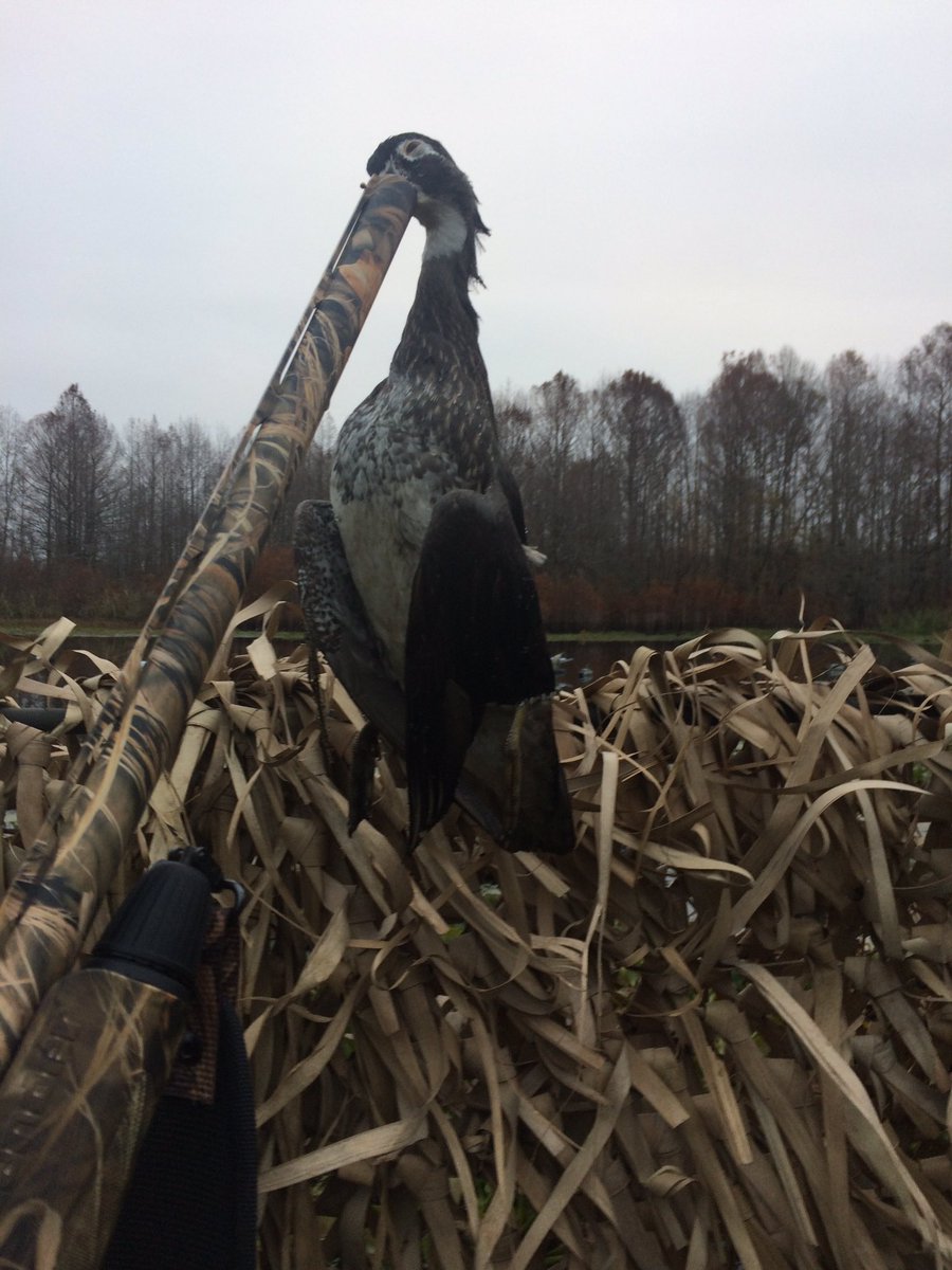 Acanady03's tweet image. Crappy morning #huntsc