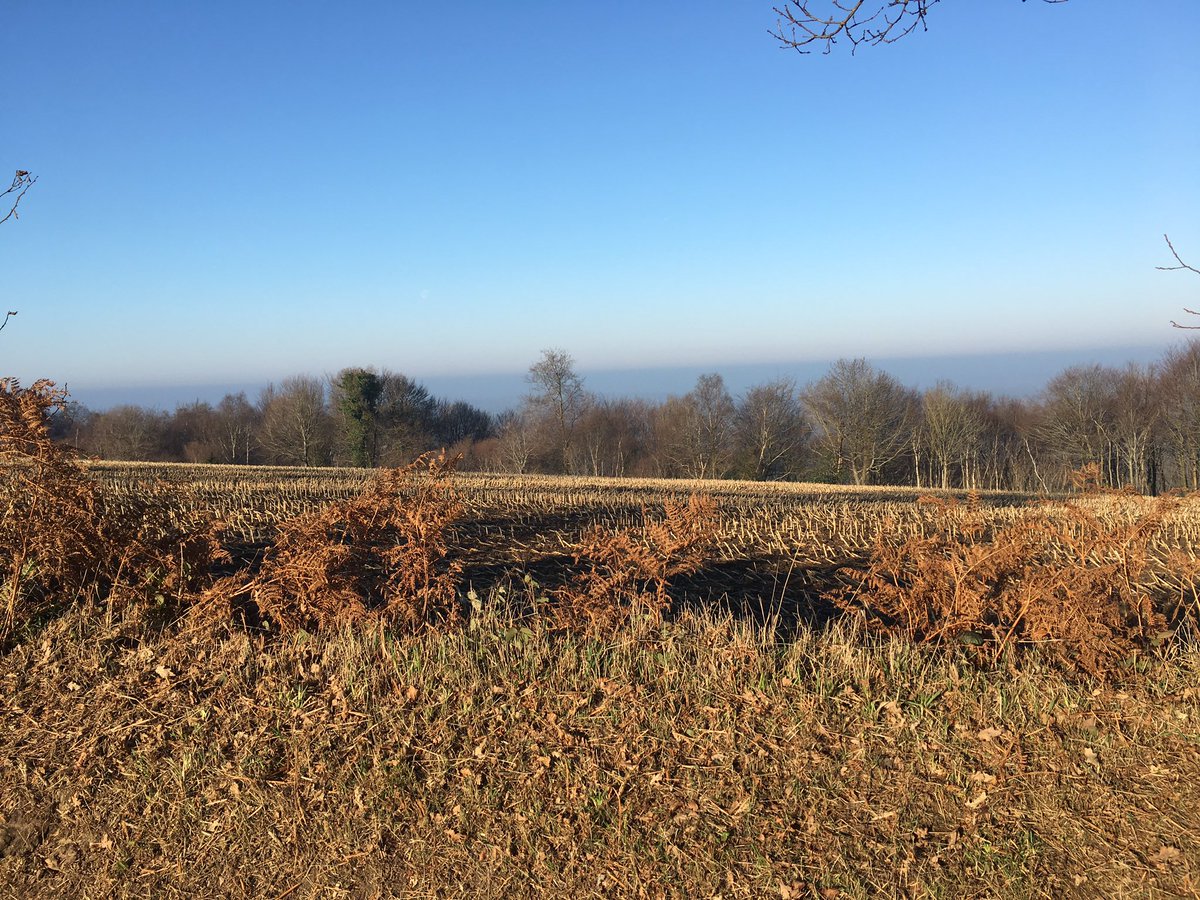 MarcoLeGascon's tweet photo. Me &amp; B took ourselves up #MontRobin this morning, in front of our house; 2nd highest point in #Manche. Actually pretty warm up there too. https://t.co/pIUeQgKzkZ