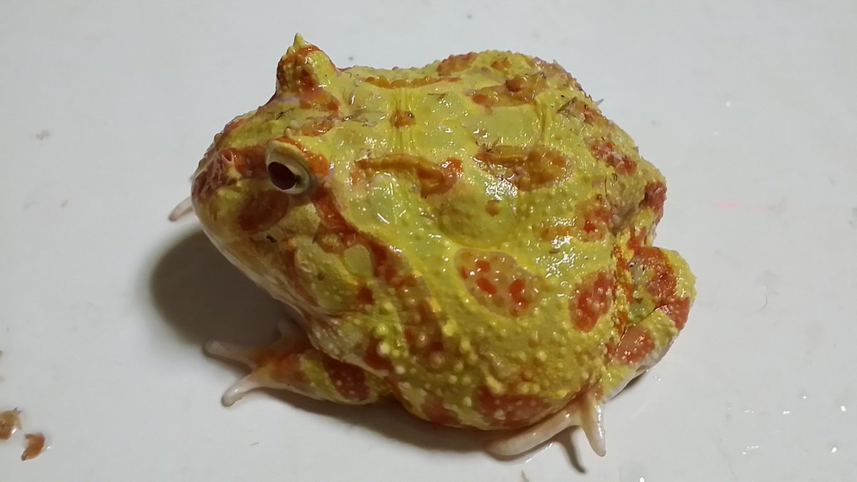 カエルブリード研究所 このアマゾン セミアダルトのパイナップルペア 国内cbのヒメヌマサイレンのどれかが入っている福袋です カエル2種はあと半年位でアダルトサイズになりますよ ヒメヌマサイレンは10cm弱のレアサイズです 袋は10枚用意しています
