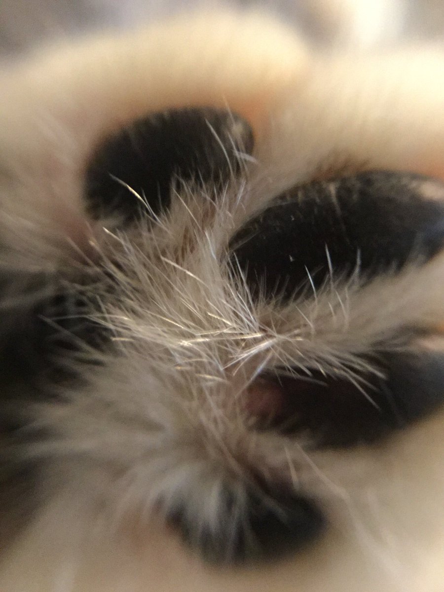 lv_ch0's tweet photo. 接写レンズを購入したので記念にお猫様 https://t.co/uYsCObaS9g