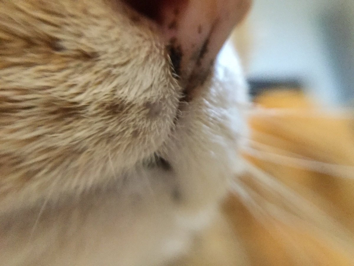 lv_ch0's tweet photo. 接写レンズを購入したので記念にお猫様 https://t.co/uYsCObaS9g