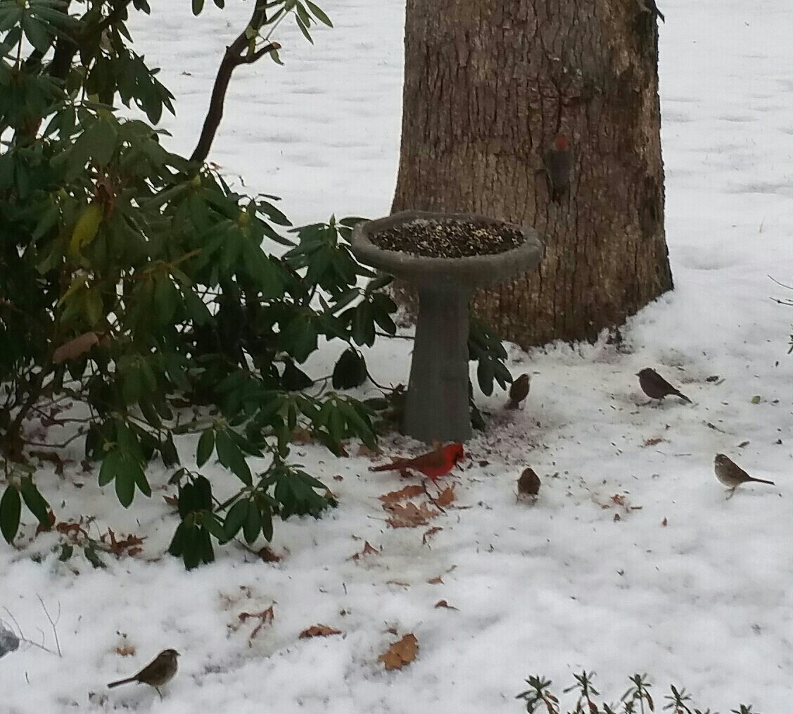 Don't forget to feed the birds!