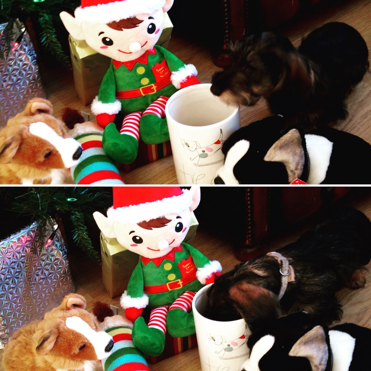 Brewster treating his friends #alwaysbetterwithfriends #doggytreats