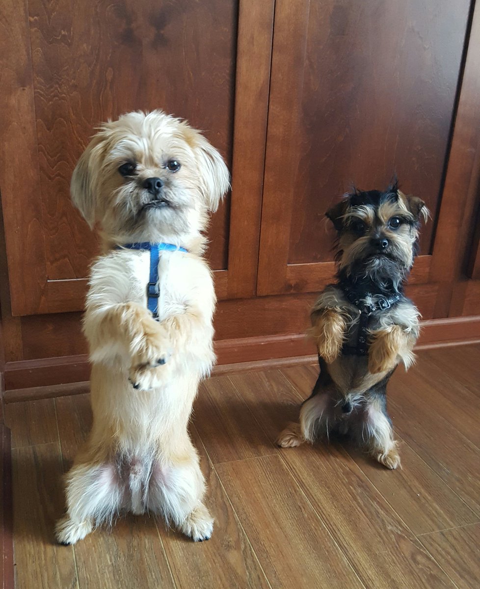 KatFuoss's tweet image. Watching Lucky Dog with my two terrier mixes sitting pretty! @CBSLuckyDog @BrandonMcMillan #luckydog