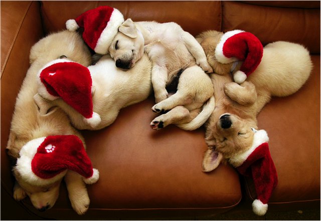ElementsofRest's tweet image. Tis the season of REST - get cozy and snuggle up this holiday season. #holiday #sleep #rest