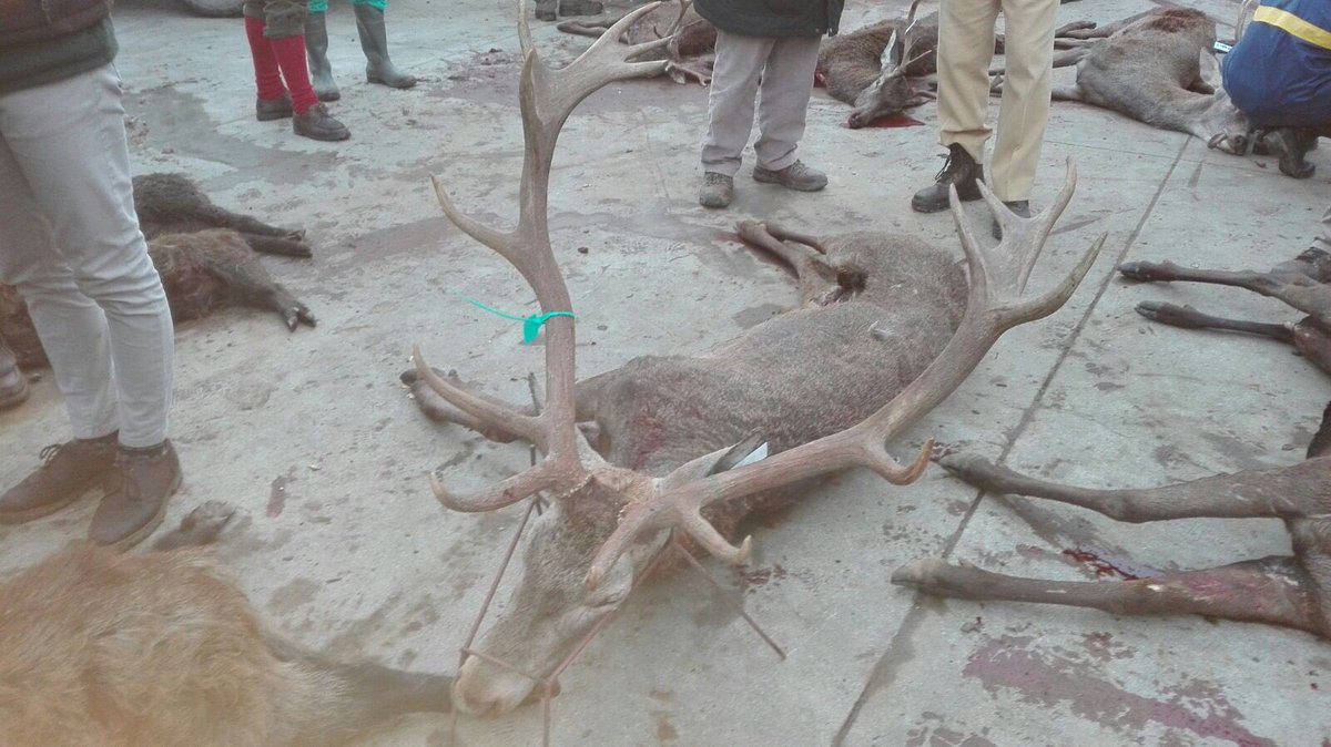 Resultado de nuestra montería de hoy en El Álamo: 28 venados,22 cochinos y 9 gamos.