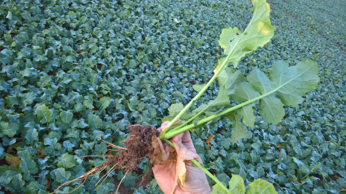John_Dunne_'s tweet photo. Good rooting on some non hybrid WOSR at Goldcrops Shanagarry trial site. Good progress for early Sept sowing date. https://t.co/zk35Wx1FN4