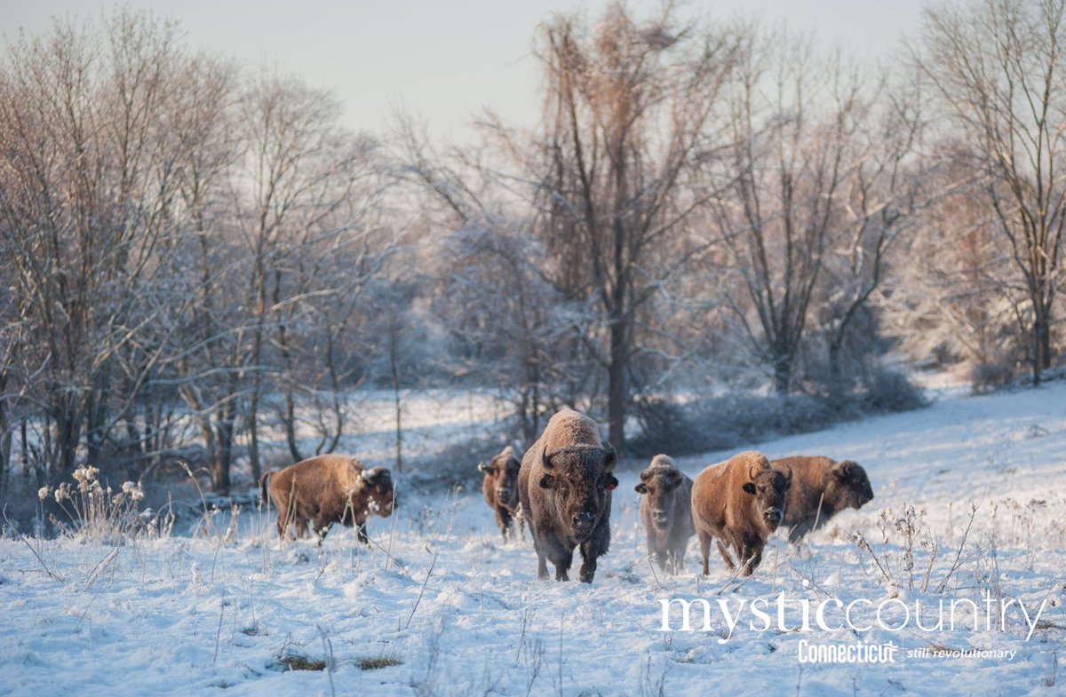 VisitEasternCT's tweet photo. The bison at Creamery Brook Bison Farm say: let it snow. βοΈβοΈβοΈ #BrooklynCT #MysticCountry #CTvisit https://t.co/dnJg1mm6fw