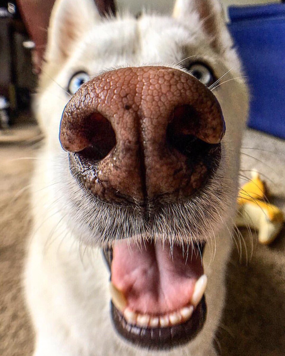 Boop My Nose ™ On Twitter Boop 👆 📷 Chasinchief 🐶 Siberian Husky 