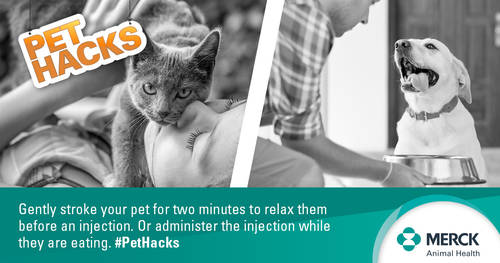 PetPolitico's tweet image. @NYPetFashion Show Presented by @tropiclean Share your #pethack with us! #MerryChristmas #HAPPYNEWYEAR