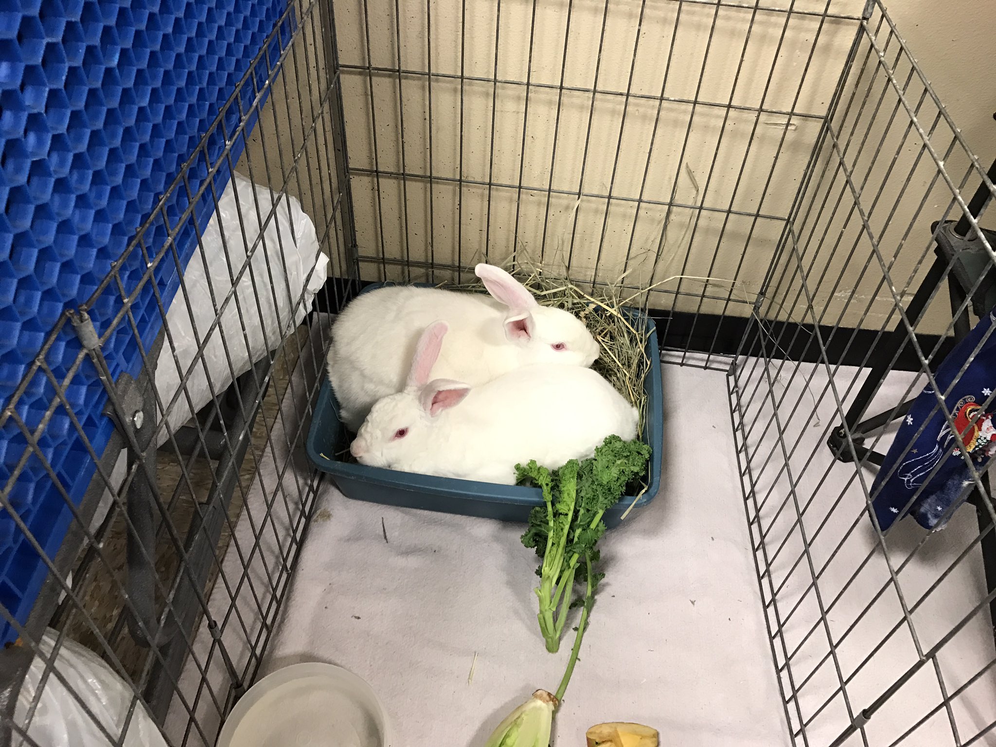Petsmart bunnies 2024