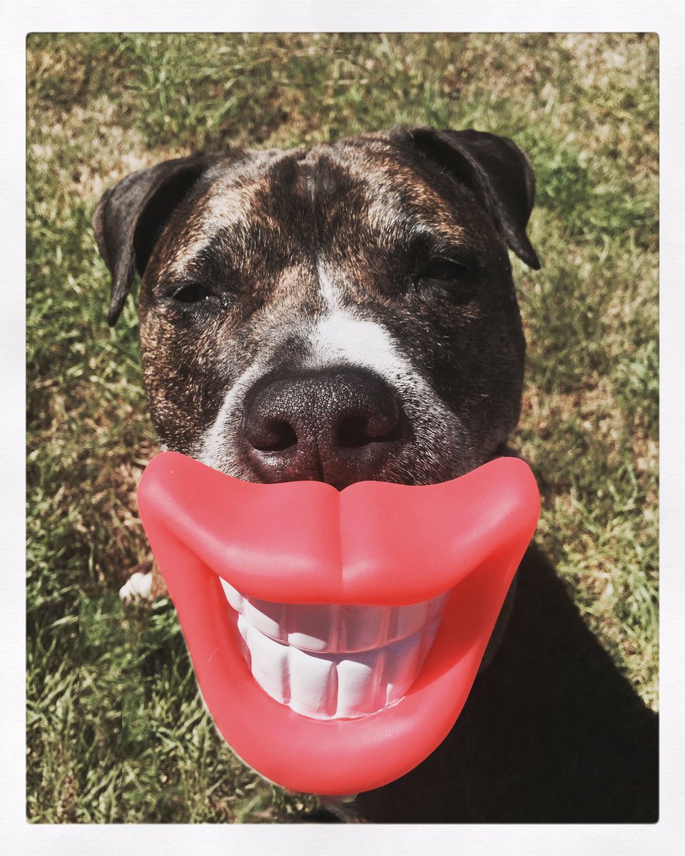 remoore15's tweet photo. Remember when you're buying those last minute presents this week to use Amazon Smile to donate to @DFWRescueMe!! #AmazonPrimeFTW 🐶❤️🐾 https://t.co/izH3FWq327