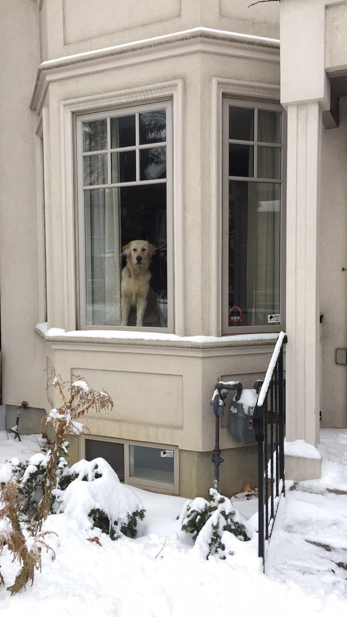 Daniel Pincus MD PhD FRCSC tweet media