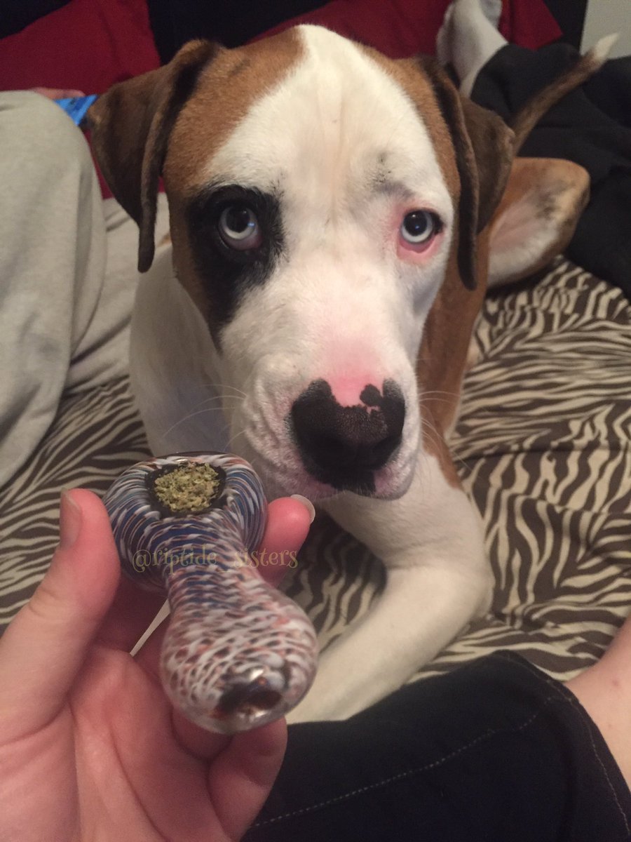 riptide_sisters's tweet image. Groot the mooch -B #stonerdog #stonergirl #tokingsisters #blazed
