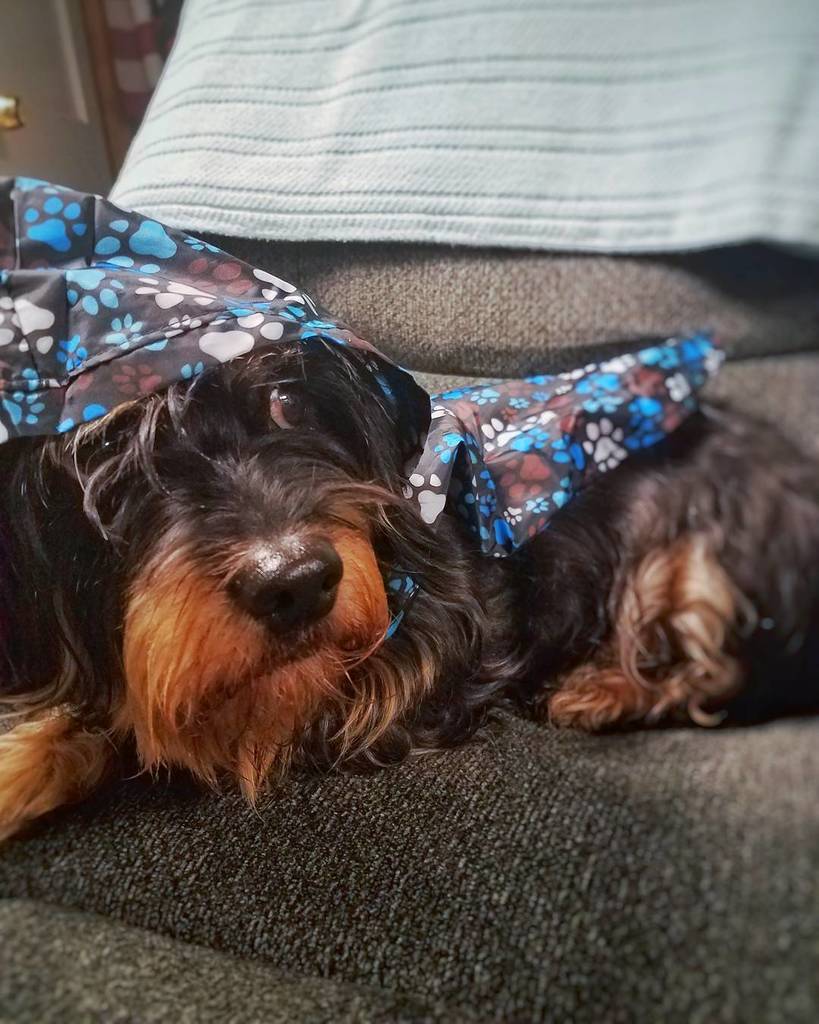 AJTrailrunner's tweet image. Snow day for her! #notasnowpup #wehavetogoout •
•
•
#trainingsmart #runwild #naturerunners… ift.tt/2gMHMhM