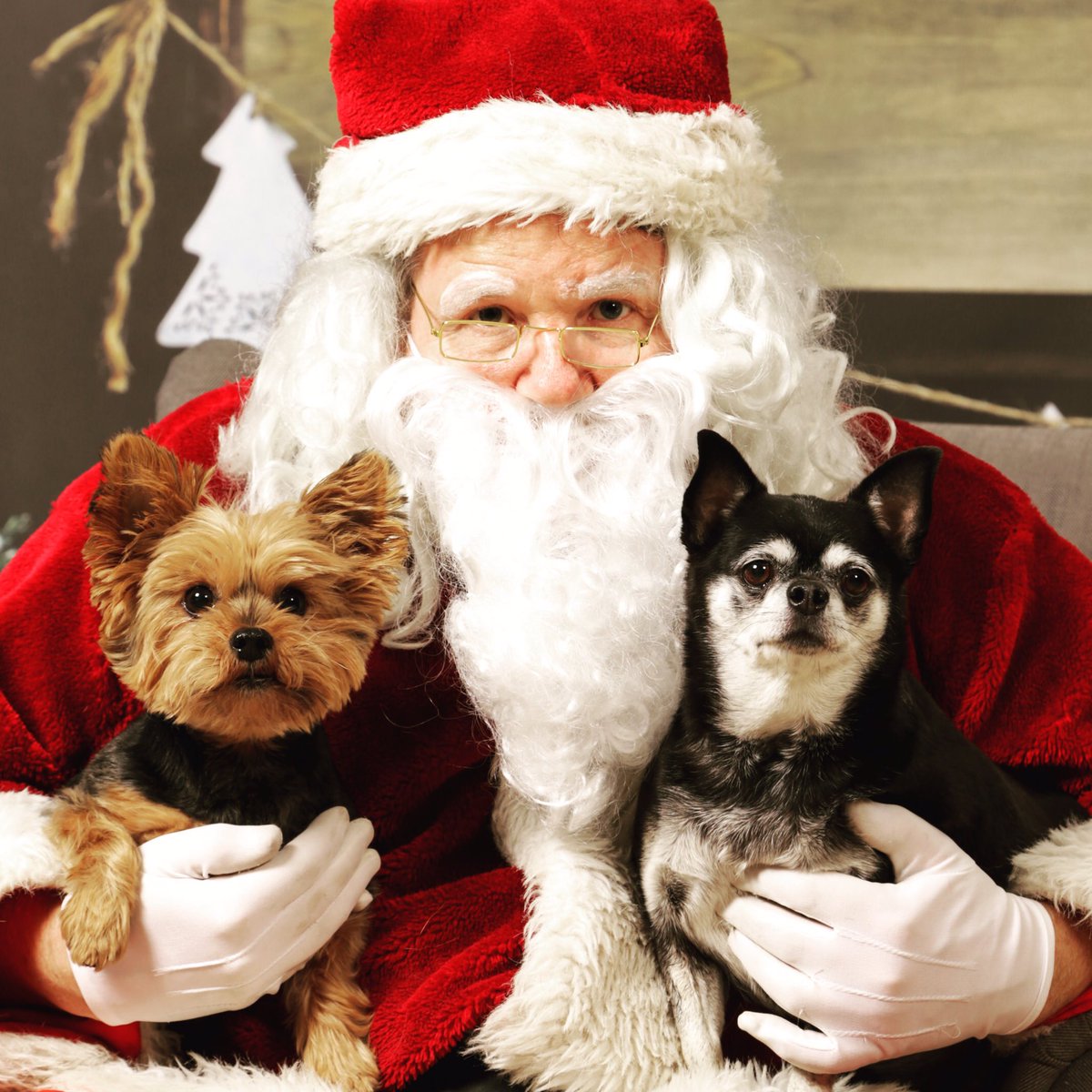 Jonathan Scott on Twitter: "Post your pet/santa photos, tag me ... Jonathan Scott on Twitter: "Post your pet/santa photos, tag me ...