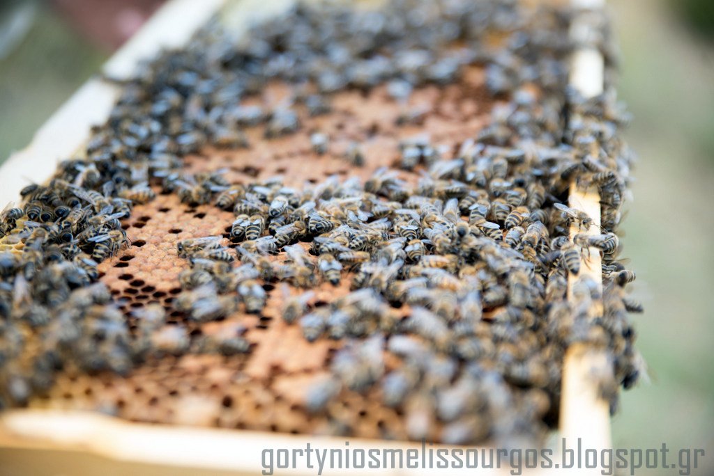 Baggeliskag's tweet photo. #beekeeping
https://t.co/OAE9qLFOsJ https://t.co/1yKR1YwXDW