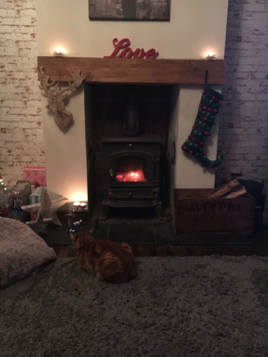 ZoboGray's tweet photo. #nightin #HappyHolidays #layintomorrow #cats #love https://t.co/uHpvyiOTy4