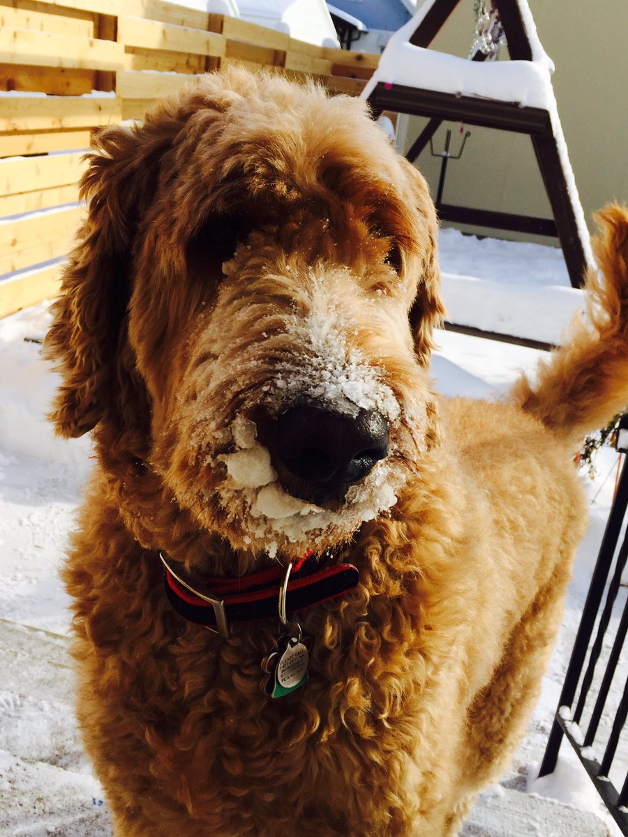 CherylGustafson's tweet photo. Snow bear #MinnesotaDog #goldendoodle https://t.co/rN9XeqvTjb