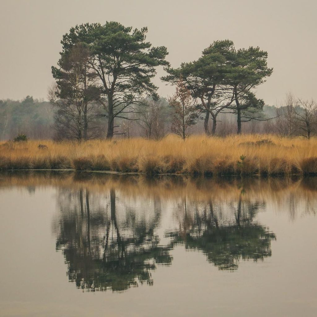 Saturday afternoon walk. #kalmthout #kalmthoutseheide ift.tt/2gMEn2z