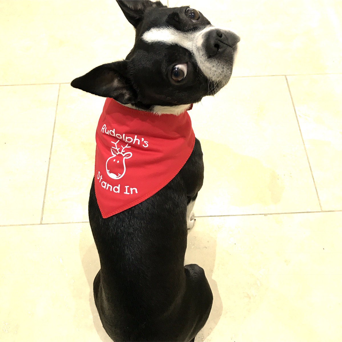 frankiesbook's tweet photo. Look 👀 I’m gonna need a red nose ❤️️😆 #Christmas #FrankieDoodlesClub #bestrong #bekind #beyou #love #dog #ilovemydog #pets #bostonterrier https://t.co/ICFenchyxp