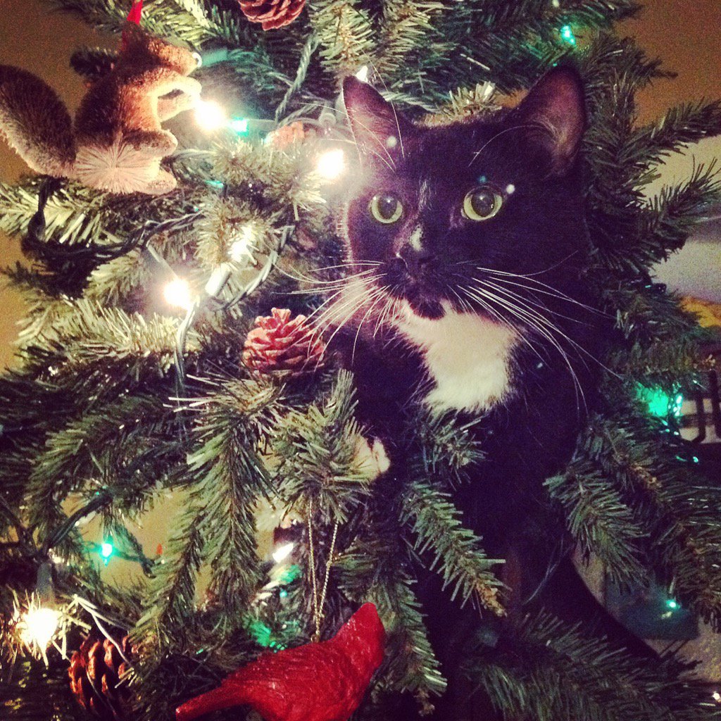 docdonop's tweet image. Cat in the Christmas tree update. Mandrake made it to the top. #catsintrees #CatsOfTwitter #holiday #cats #Christmas #tree #saturdaymorning