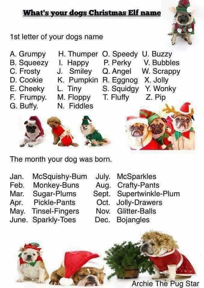 panda gopandadog twitter twitter christmas name generator