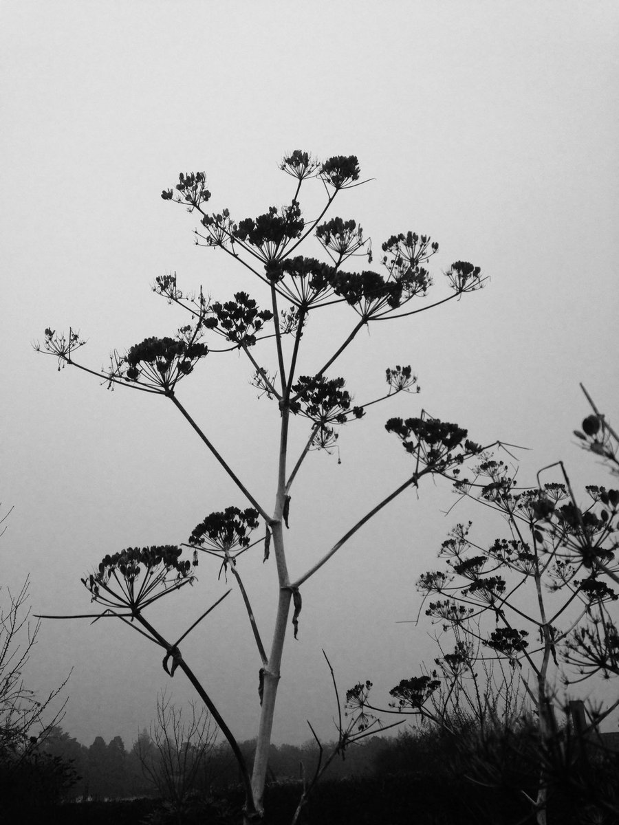 maggie_treanor's tweet image. Umbellifera @RHSWisley @Matthew_Pottage #winterstructure