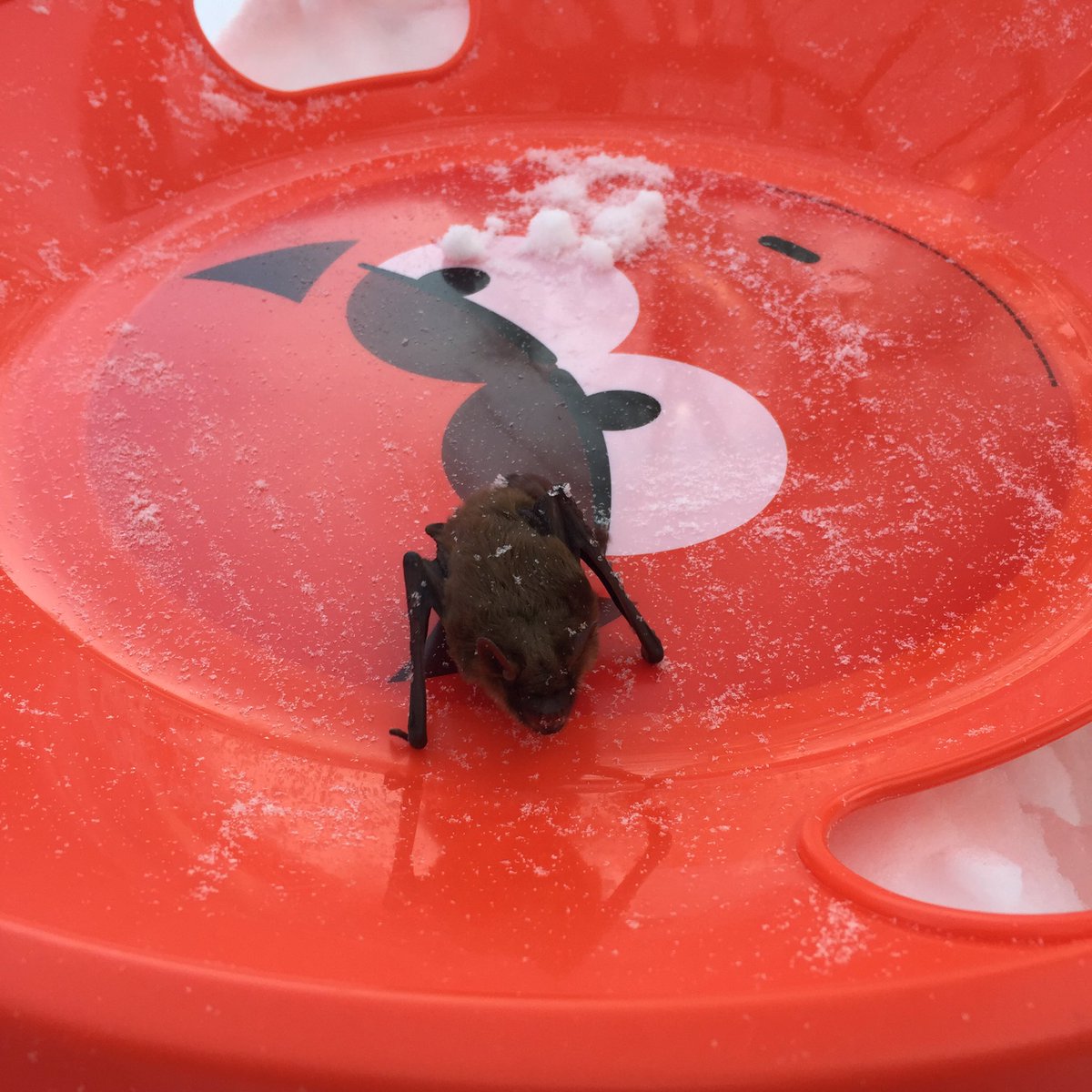 ClaraLarson7's tweet photo. Today, we found a bat in our back yard that couldn't fly, so we made it a house and gave it orange slices and water in a milk carton cap. https://t.co/3wU4WIJOWA