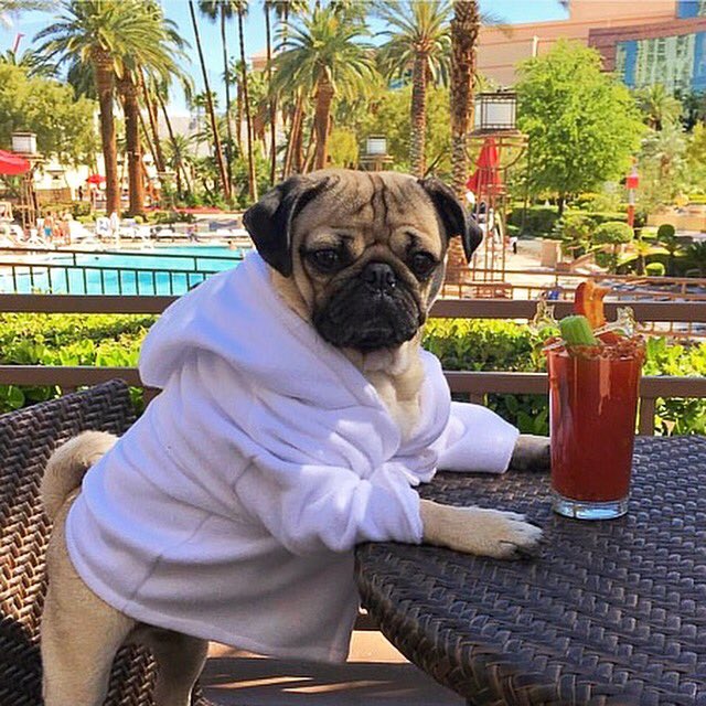 Brunch recovery; sacred ritual, reflect on behavior, soothe pain w Bloody Mary. Promise:never drink again cred: itsdougthepug  #brunch #wynn