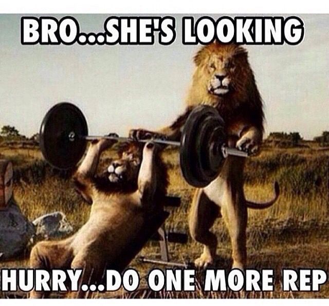 LiftingPartner's tweet image. Quit Lion! You weren't doing that many reps