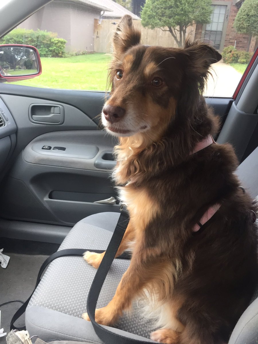 Mommy sez I did really really gud at school today!! *proud ears