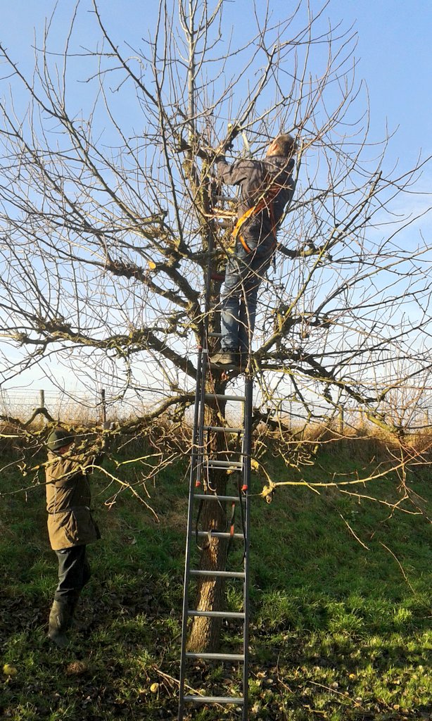 robertgilissen's tweet photo. Deze karaktervolle perenboom keurig klaar gesnoeid door hoogstambrigadisten van de Zoer Keesj. Doe je ook mee? @Gemeente_ES @StichtingIKL https://t.co/zhbLBuyH2x