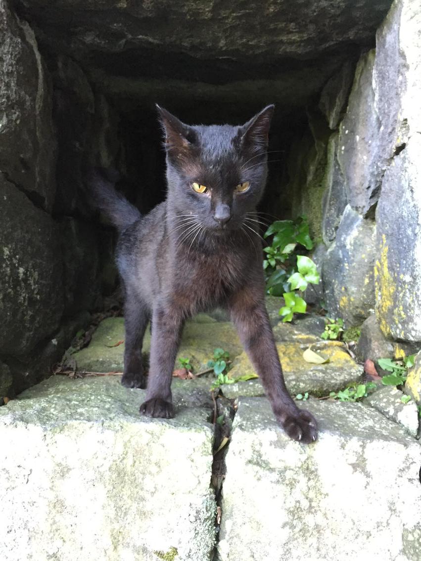 可愛い動物たち カッコイイ黒猫がおる 可愛い 可愛い動物たち カッコイイ黒猫がおる 可愛い