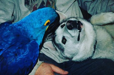 KAI (@4macaws) on Twitter photo 