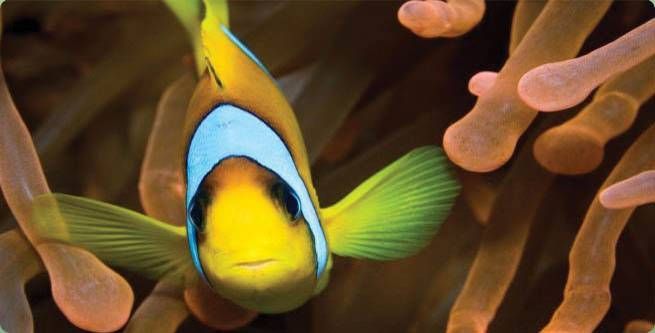 SCUBANews's tweet photo. Sipadan has been voted best dive spot on the planet - learn why at https://t.co/rtvlh0Syy6 #scubadiving #Sipadan #Malaysia https://t.co/t4LJYWQSuE