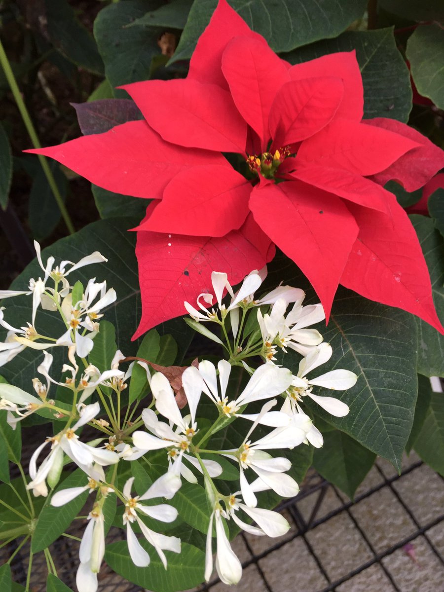 明 楽 1枚目ポインセチアの原種 2枚目の白いのもポインセチア 白雪姫 3枚目色々なポインセチアの紹介 4枚目葉がちぢれ気味 斑入りの品種
