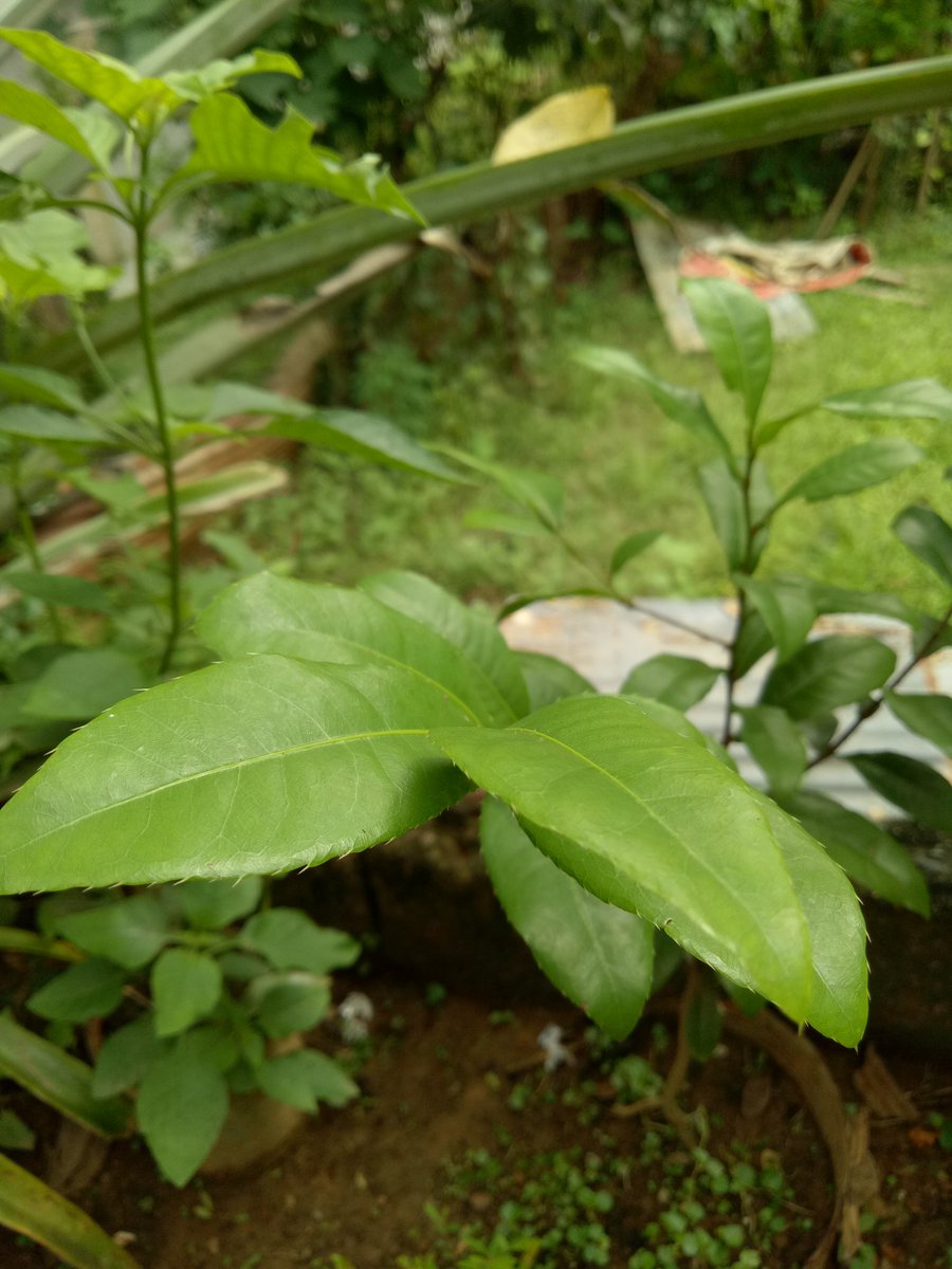 Jay-r Pepito III tweet media