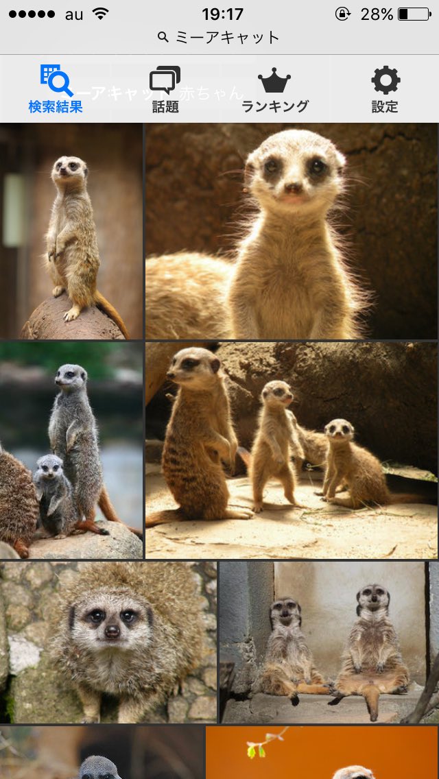 くしゃみでミーアキャットを驚かせちゃった 2回も驚いてて可愛すぎる でもそれミーアキャットじゃなくない Togetter