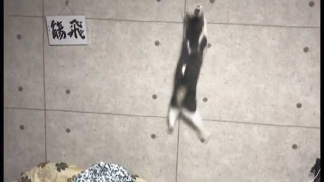 ট ইট র あつし 猫 驚異の跳躍力 天井まで軽々ジャンプしてしまう筋肉猫 T Co Rtwf3hejdj Sm ニコニコ動画 投稿しました スカーの得意技動画です ট ইট র あつし 猫 驚異の跳躍力 天井まで軽々ジャンプしてしまう筋肉猫 T Co Rtwf3hejdj Sm ニコニコ動画 投稿しました スカーの得意技動画です