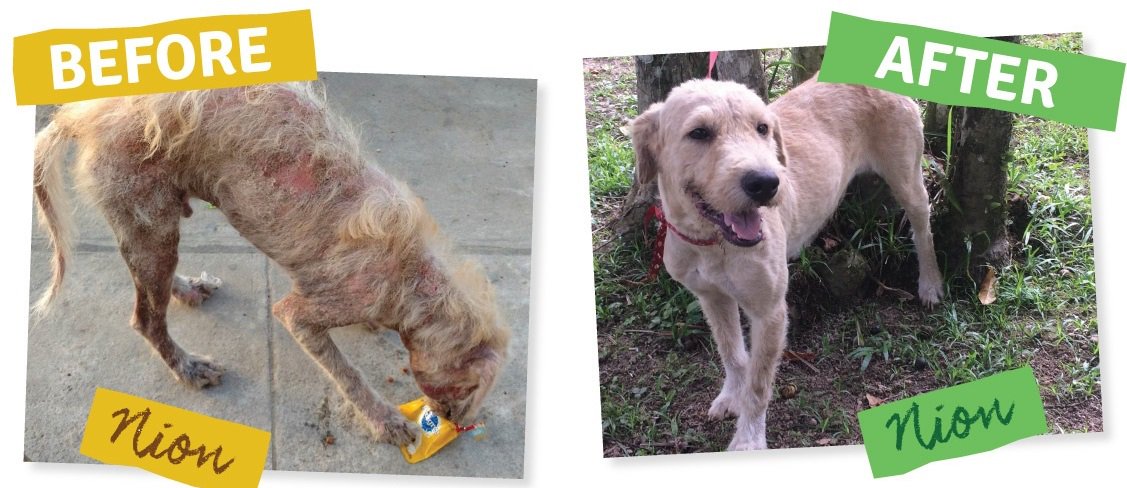 #Animalrescue transformations by <a href="/AmazonCARES/">Amazon CARES Charity</a>!  mo.nu/4cvN?uid=4mbC You won't believe your eyes!