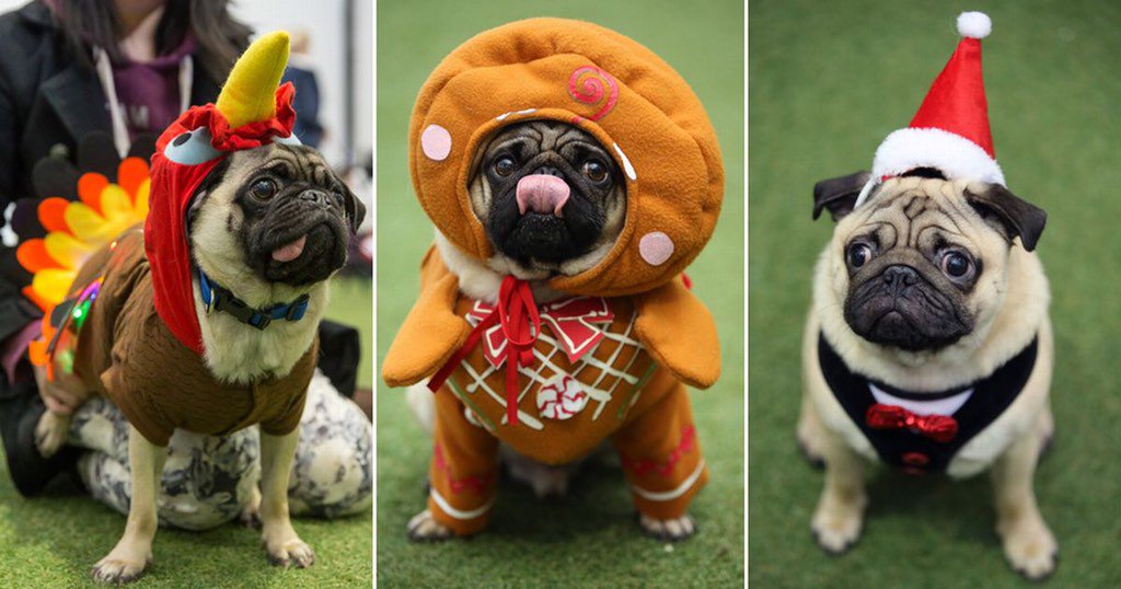 Pug_fest's tweet photo. FRUGFEST TODAY!!!
#FrugFest #Xmas #pug #pugs #Frenchie #pugcross #frenchiecross #puglife #FrenchieLife #Wales https://t.co/7Dhelxzzxs